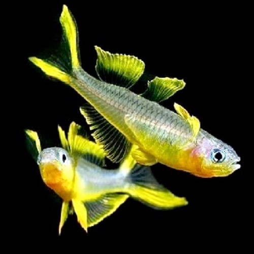 Pseudomugil furcatus - Forktail blue eye